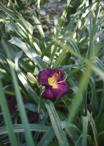 Cosmic sensation- parfumat - Hemerocallis 2020- 2021- 2022