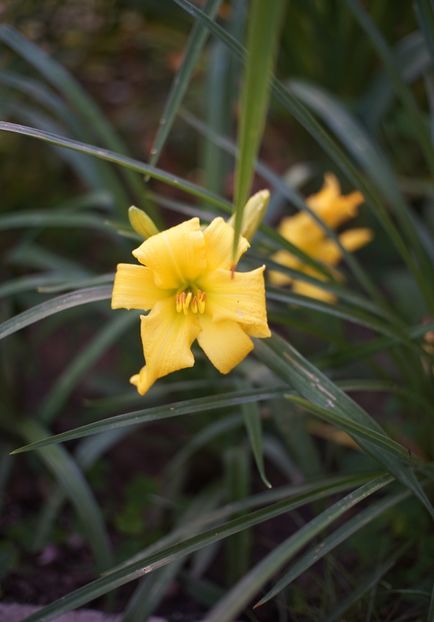  - Hemerocallis 2020- 2021- 2022