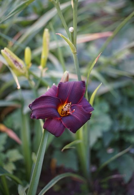  - Hemerocallis 2020- 2021- 2022