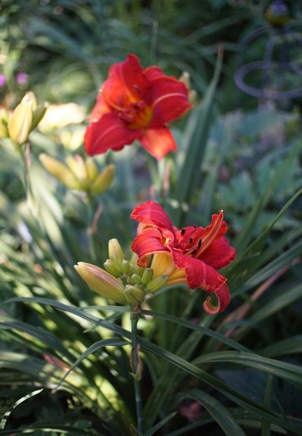 Moses Fire - Hemerocallis 2020- 2021- 2022