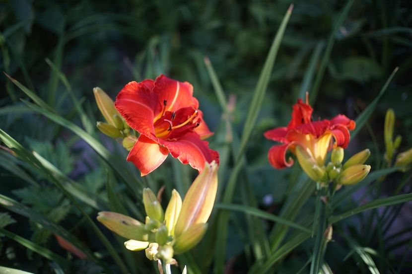  - Hemerocallis 2020- 2021- 2022