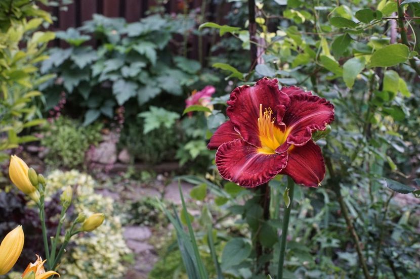 Excellent 2 - Hemerocallis 2020- 2021- 2022