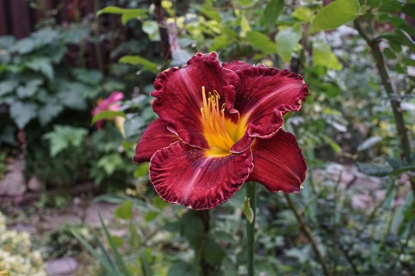 Excellent 3 - Hemerocallis 2020- 2021- 2022