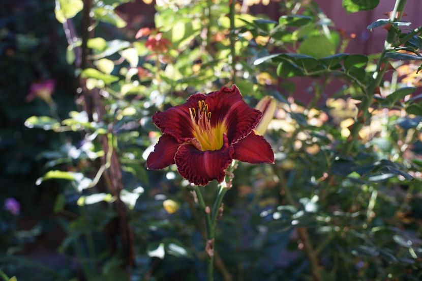 Excellent - Hemerocallis 2020- 2021- 2022
