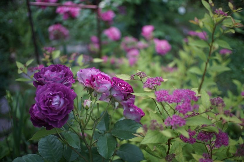  - Huddersfield Choral Society