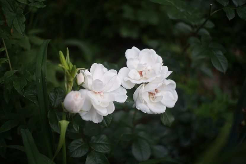  - Starlight Symphony