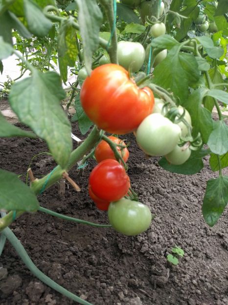 Alka 27 iunie - Iunie 2021 Tomate