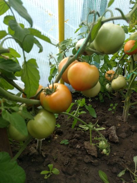 Alka - Iunie 2021 Tomate