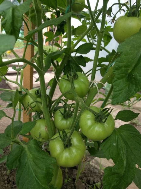 Prekos f1 - Iunie 2021 Tomate