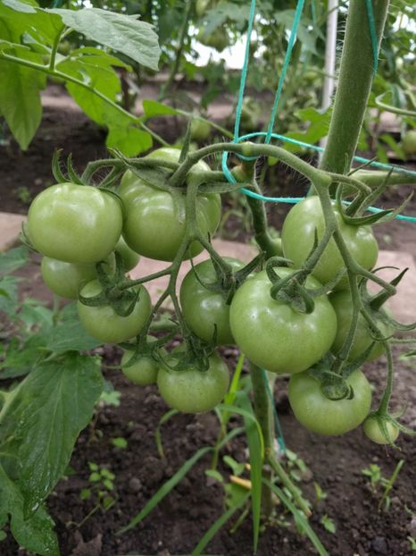 Moldoveanu f1 - Iunie 2021 Tomate