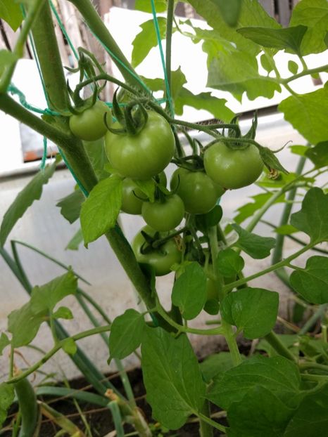 Polorosa f1 - Iunie 2021 Tomate