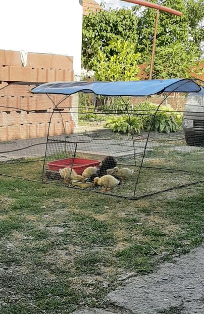  - Rațe Cayuga - Aylesbury