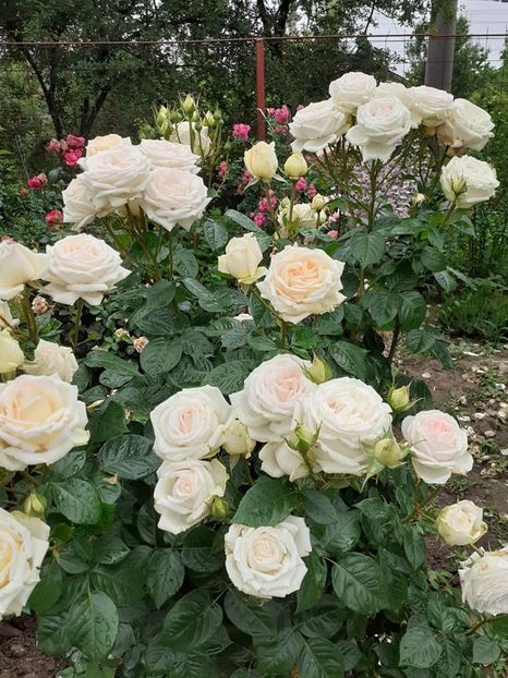  - Madame Anisette -Kordes