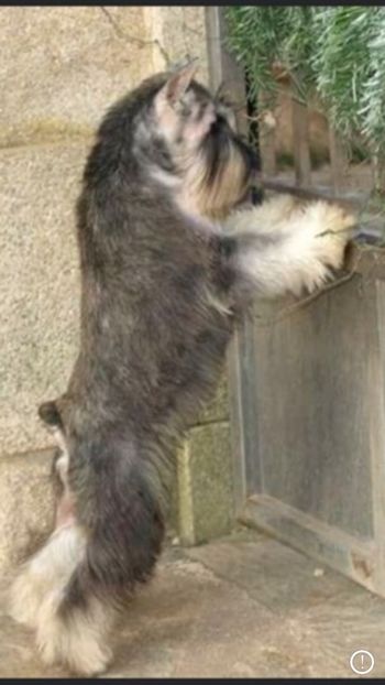 1CCBA644-B73B-4DEF-AD47-40518371E946 - SCHNAUZER PITIC DIN TRECUT