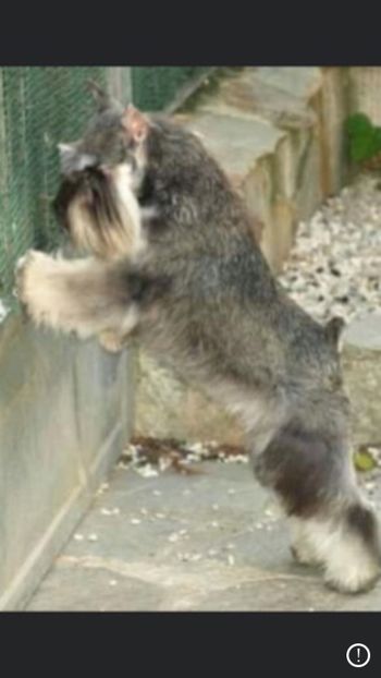 5A8E05F7-2E78-4B40-870B-3367AA41C973 - SCHNAUZER PITIC DIN TRECUT