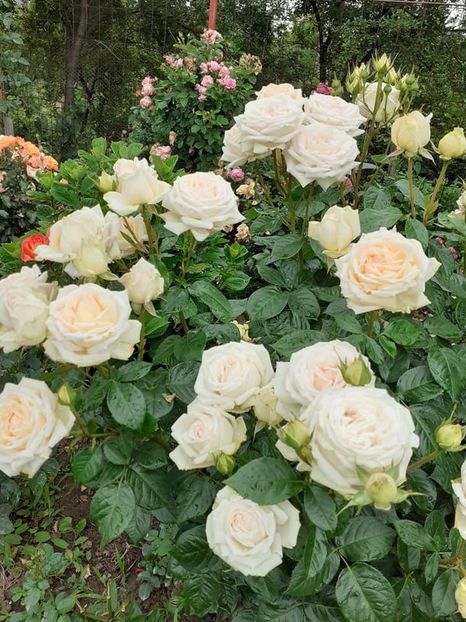  - Madame Anisette -Kordes