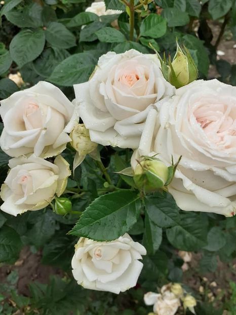  - Madame Anisette -Kordes