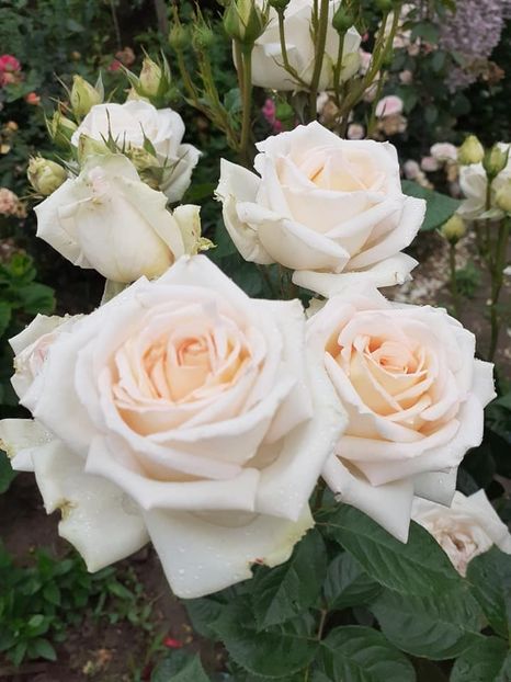  - Madame Anisette -Kordes