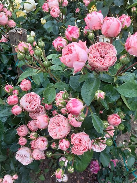  - Playful rokoko Tantau-2020