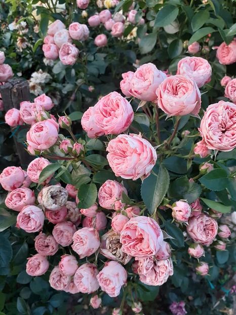  - Playful rokoko Tantau-2020