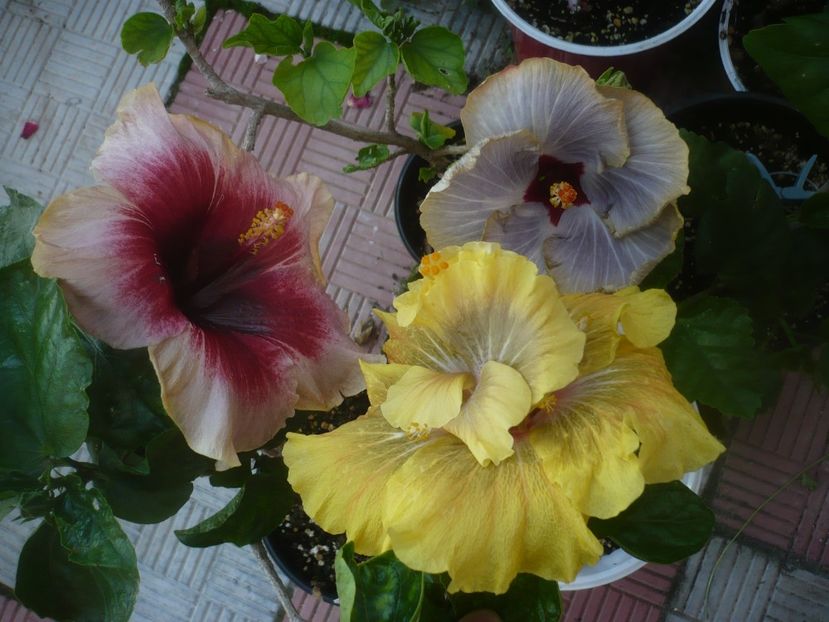 P1480834 - HIBISCUSI 2021-1