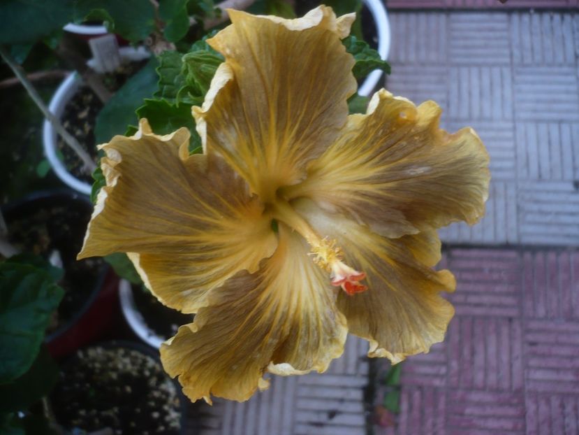 P1480836 - HIBISCUSI 2021-1