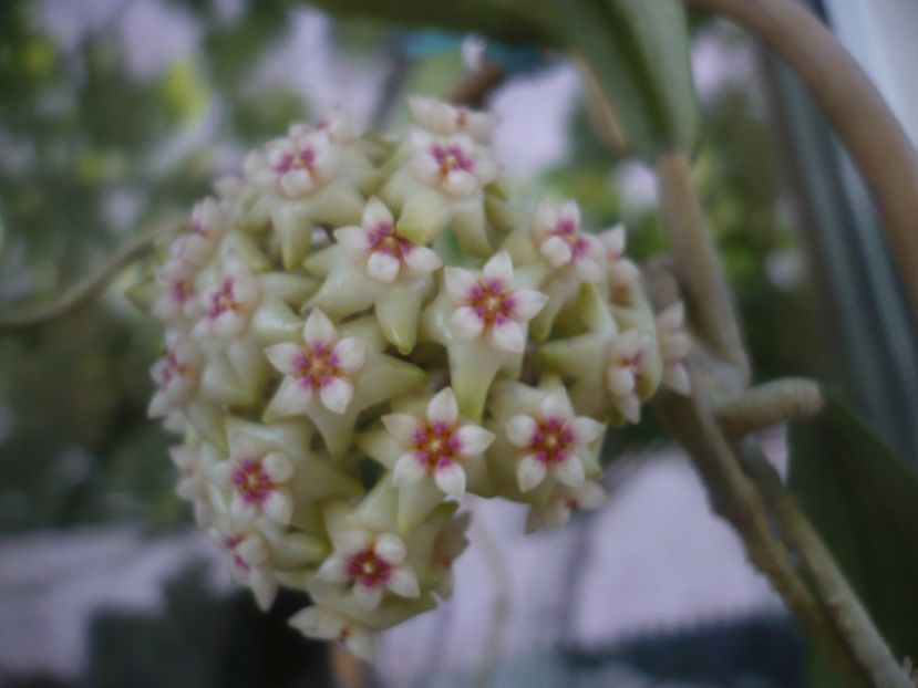 P1480832 - HOYA 2021-1