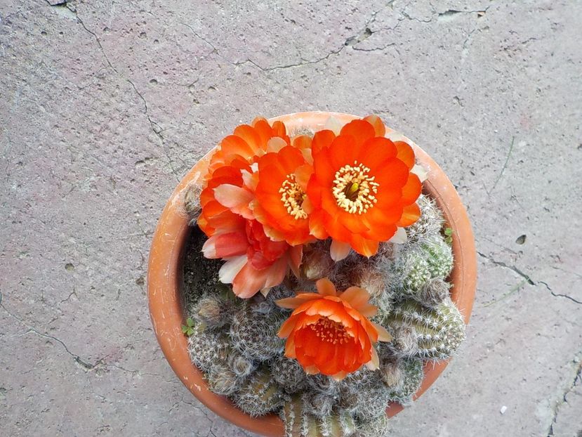  - chamacereus hibrid