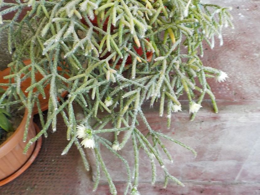  - rhipsalis pilocarpa