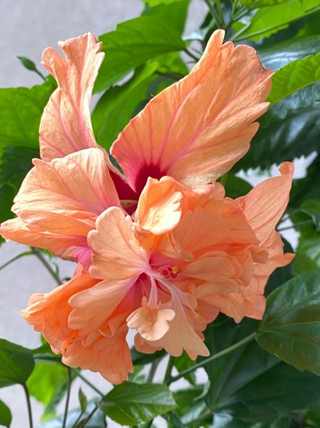 C1D4F9A4-F1B0-437E-8897-7365E8301B91 - Flori 2021