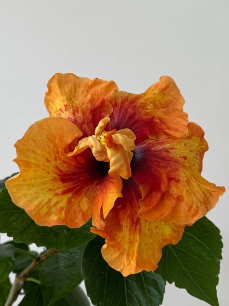 57D1B72F-1B66-4ACB-83AF-0B2893183F95 - Flori 2021