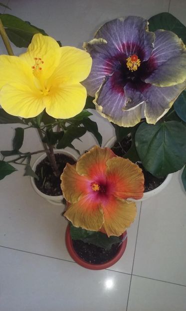 E1E66EEE-C733-43DD-A6C9-1AFAA565B5E1 - Flori 2021