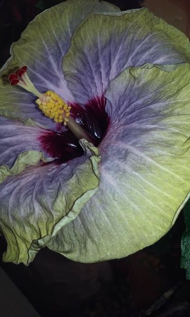 36F925BD-F4D7-4FB6-BCAB-AAF91C6316F2 - Flori 2021