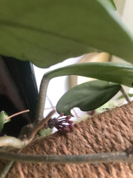 Hoya carnosa - Hoya Carnosa