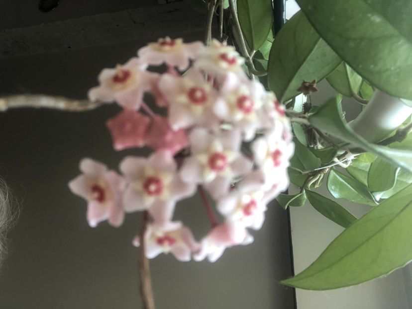 Hoya carnosa - Hoya Carnosa