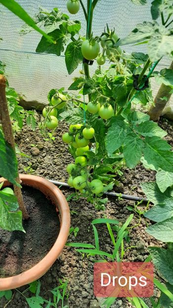  - Cherry Drops Auchan