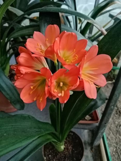  - Clivia Bronze GT