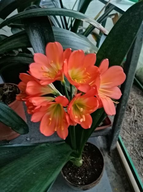  - Clivia Bronze GT