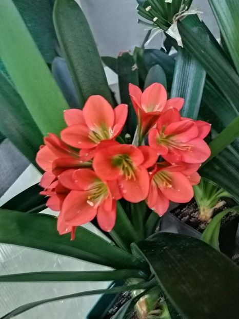  - Clivia Bronze GT