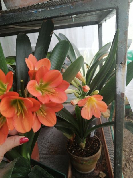  - Clivia Bronze GT