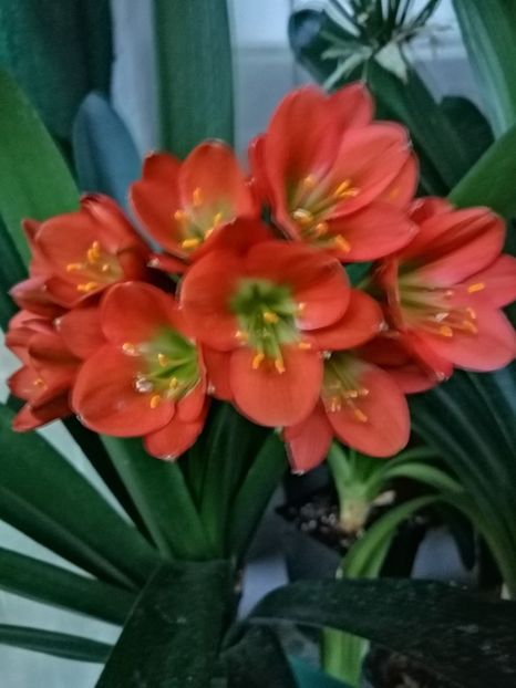  - Clivia Bronze GT