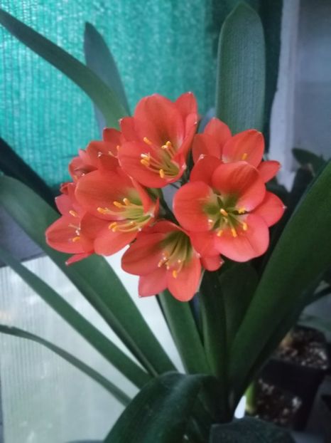  - Clivia Bronze GT