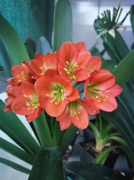  - Clivia Bronze GT