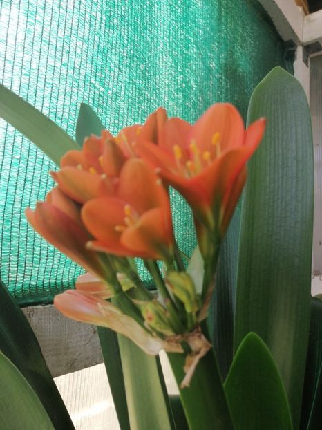  - Clivia Bronze GT