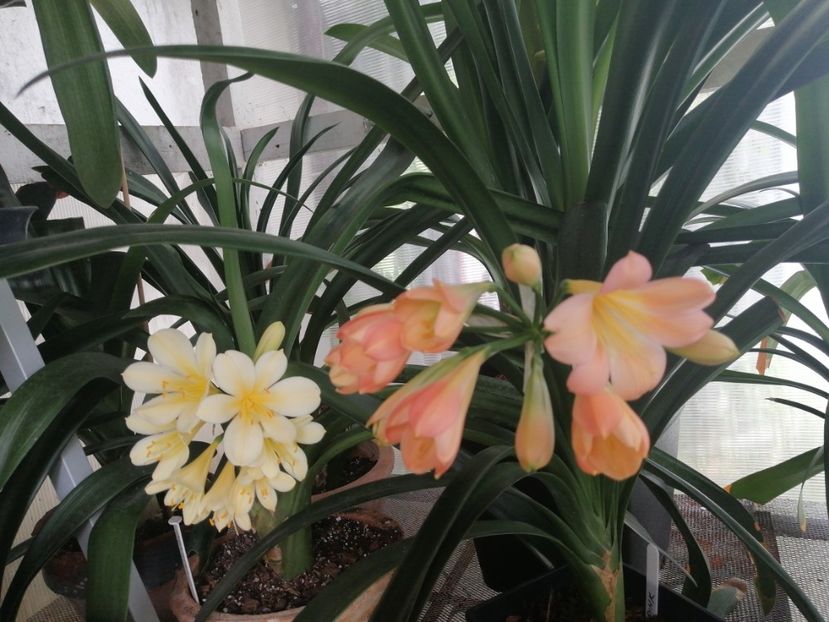  - Clivia Pink pastel