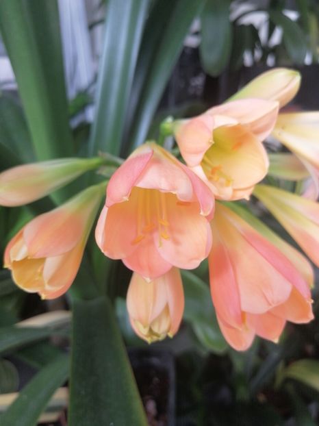  - Clivia Pink pastel