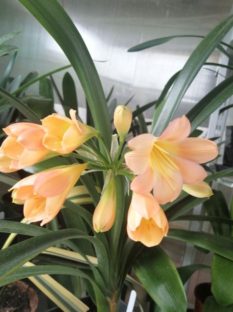  - Clivia Pink pastel