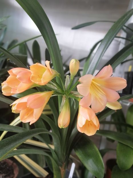  - Clivia Pink pastel