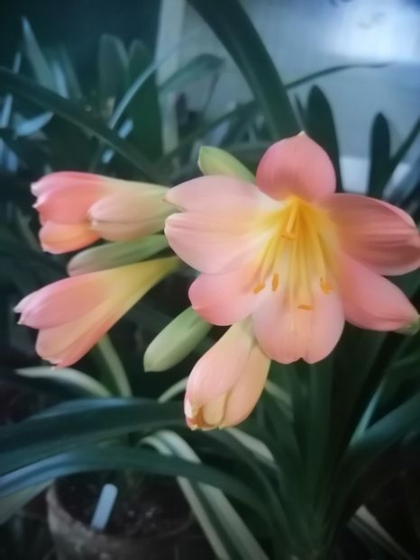  - Clivia Pink pastel