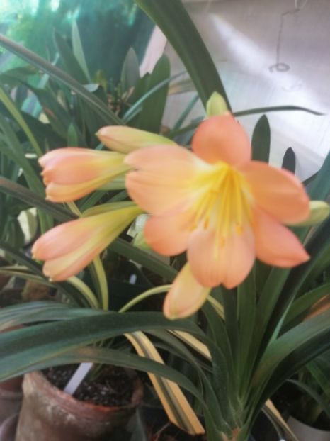  - Clivia Pink pastel